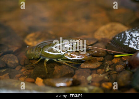 White artigliato il gambero di fiume; Austropotamobius pallipes; Northumberland, Regno Unito Foto Stock