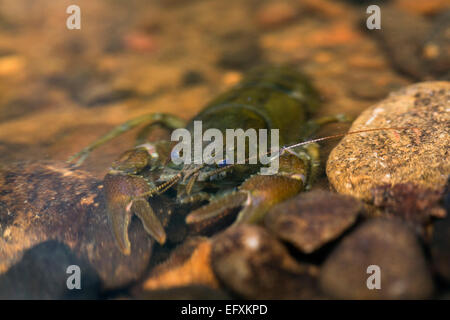 White artigliato il gambero di fiume; Austropotamobius pallipes; Northumberland, Regno Unito Foto Stock