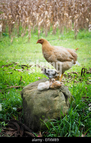 Gallina con i polli permanente sulla Roccia con campo di mais in background Foto Stock
