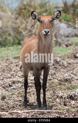 Defassa waterbuck Kobus ellipsiprymnus defassa isola Crescent Lake Naivasha Kenya Foto Stock