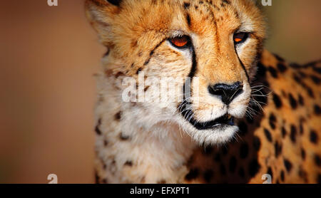 Ghepardo ritratto - deserto Kalahari - Africa del Sud Foto Stock