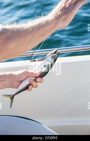 La pesca dello sgombro al mare Foto Stock