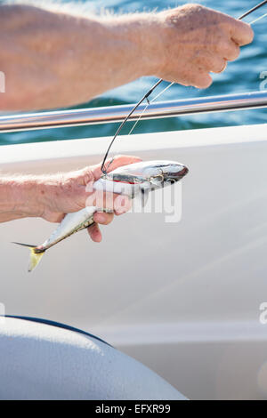 La pesca dello sgombro dalla barca in mare Foto Stock