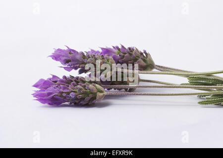 Talee di lavanda su sfondo bianco Foto Stock