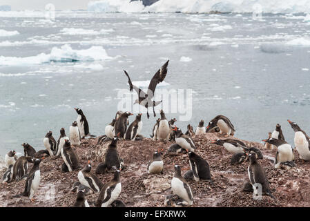 Brown skua attaccando gentoo colonia di pinguini a Neko Harbour, Penisola Antartica, Andvord Bay, sulla costa occidentale di Graham Land Foto Stock