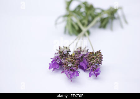 Talee di lavanda su sfondo bianco Foto Stock