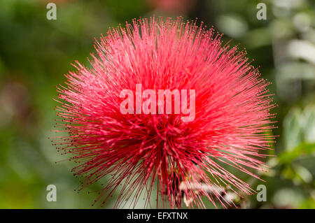 Close-up di Calliandra haematocephala in Puerto de la Cruz Giardino Botanico Tenerife Canarie Spagna Foto Stock
