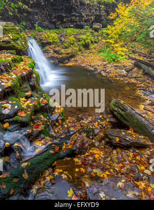 Ricketts Glen State Park, PA: piccole cascate su cucina Creek in autunno Foto Stock