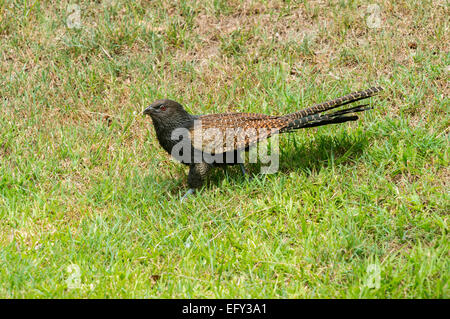 Fagiano coucal in giardino Foto Stock