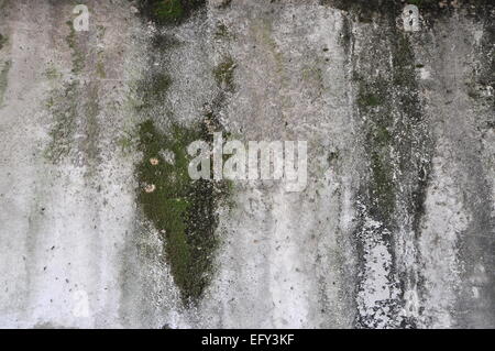 Il vecchio grunge texture concreto sfondo con funghi Foto Stock