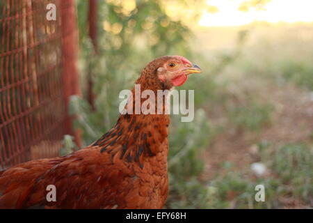 Red Wyandotte cross galletto Foto Stock