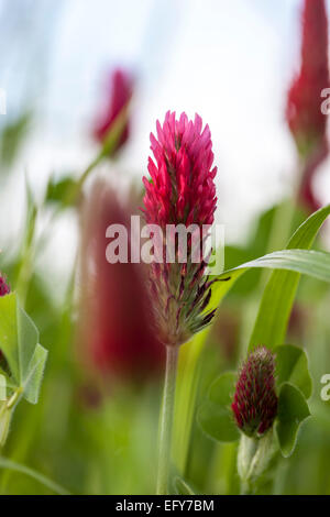 Trifolium incarnatum (trifoglio di garofano) Foto Stock