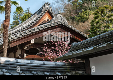 Nanzen-ji Hojo, Kyoto, Giappone. Fiore di Ciliegio visto oltre il tetto di tegole del tempio in primavera Foto Stock