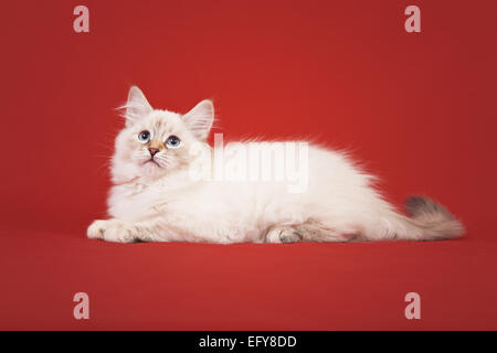 Foresta siberiana gattino isolato su sfondo rosso Foto Stock