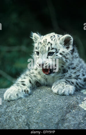 Snow Leopard o Irbis (uncia uncia) Foto Stock