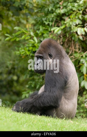 Western Gorilla (Gorilla gorilla), Foto Stock