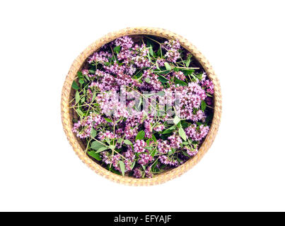 Origano origano (Origanum vulgare) medico fiori in cesto isolato su bianco Foto Stock