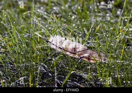 Uccelli selvatici di pregare hawk giù in rugiadoso estate erba di prato Foto Stock