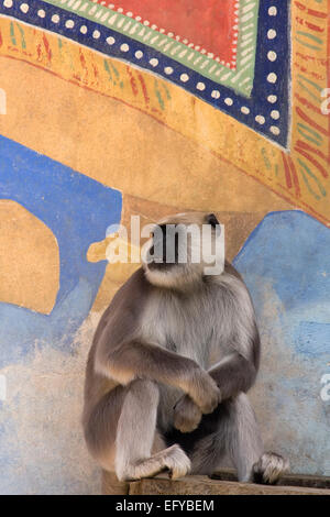 Hanuman Langurs o grigio (Langurs Semnopithecus entellus, Presbytis entellus) Foto Stock