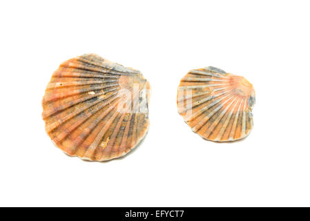 I gusci di ostrica su sfondo bianco Foto Stock