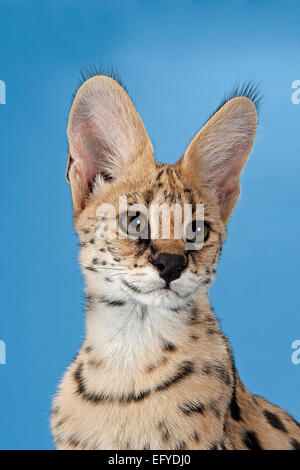 Serval (Leptailurus serval), 5 mesi Foto Stock