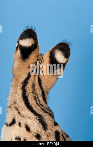 Serval (Leptailurus serval), 5 mesi Foto Stock