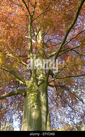Treetop di rame in faggio (Fagus sylvatica purpurea), Düsseldorf, Renania settentrionale-Vestfalia, Germania Foto Stock