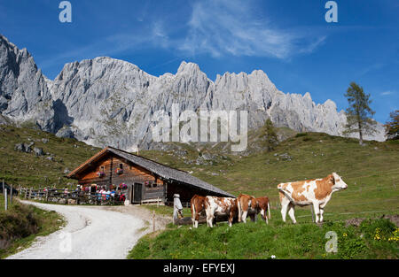 Rifugio di montagna con allevamento di bestiame e Hochkönig, Mühlbach, Stato di Salisburgo, Austria Foto Stock