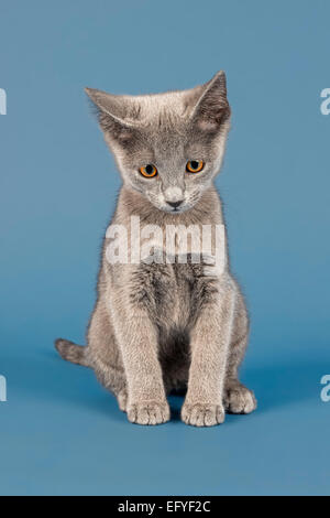 Blu di Russia gatto, gattino, 10 settimane Foto Stock