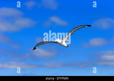 Timido albatross (Thalassarche cauta), Adulto, volare, Capo di Buona Speranza, Sud Africa Foto Stock