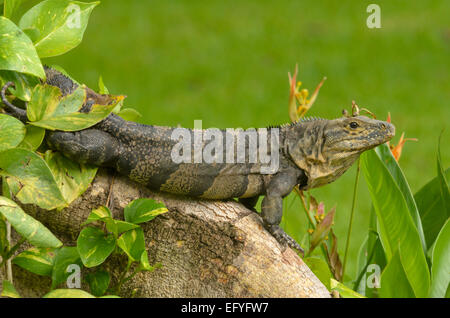 Nero (Iguana Ctenosaura similis) su una radice, Manuel Antonio National Park, provincia di Puntarenas Provincia, Costa Rica Foto Stock