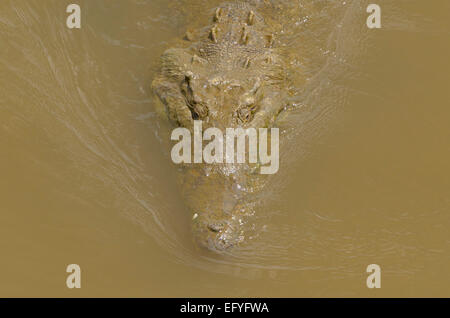 Coccodrillo americano (Crocodylus acutus) nel Rio Grande de Tarcoles, Puntarenas Provincia, Costa Rica Foto Stock