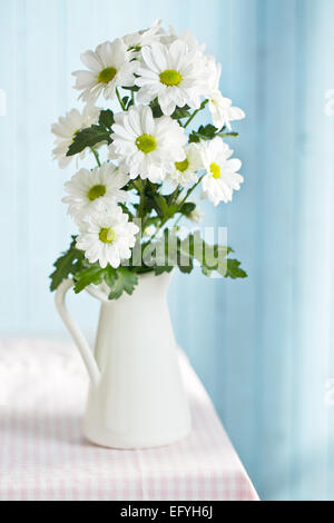 Il crisantemo daisy in vaso Foto Stock