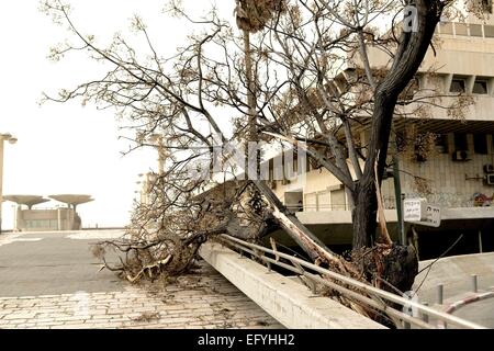 Tel Aviv, Israele. Xi Febbraio, 2015. Un albero è visto caduti in Tel Aviv, Israele, su 11 Febbraio, 2015. Una tempesta di sabbia continua a soffiare forte in parti del Medio Oriente il Mercoledì, dove le autorità sono rimaste porti di mare chiuso e brevemente i voli con messa a terra. Israele è stato colpito dalla tempesta di sabbia in via di sviluppo. Il paese temporaneamente arrestato due aeroporti e sospesi tutti i voli nazionali di mercoledì mattina come la tempesta di sabbia ha colpito il paese, l'Israele Airport Authority ha detto in una dichiarazione. Credito: JINI/Tomer Neubeg/Xinhua/Alamy Live News Foto Stock