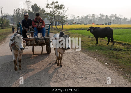 Uomini nepalese guidano i loro carrelli giovenco su una strada di campagna, Sauraha, Nepal Foto Stock
