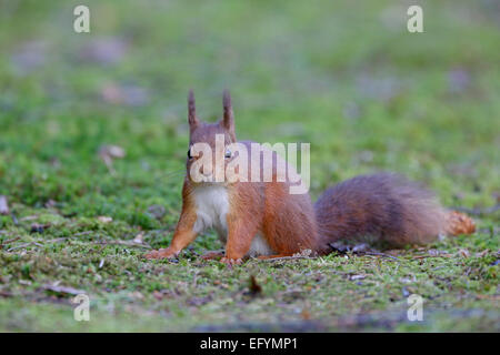 Scoiattolo rosso sul terreno Foto Stock