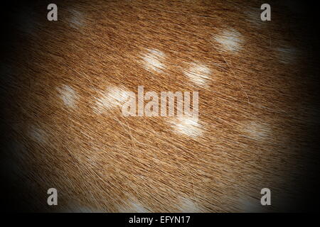 Daini ( dama ) reale consistenza pelt, dettaglio Foto Stock