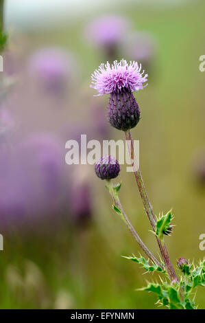 Comune o Spear Thistle capi Foto Stock