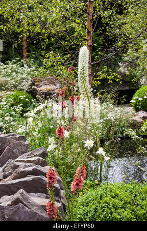 Serpentina muri in pietra, acqua nera bassin, la casella palle e piantando naturalistico con Eremurus robustus, Molène e Orlay Foto Stock