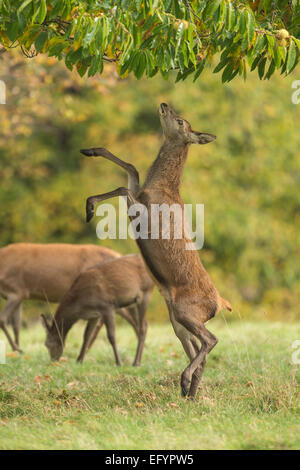 Il cervo (Cervus elaphus), femmina (hind) allevamento fino ad alimentare da albero nel parco Foto Stock