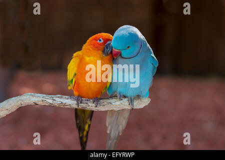 Coppia di piccoli pappagallo colorato innamorati Agapornis toelettatura ogni altro Foto Stock