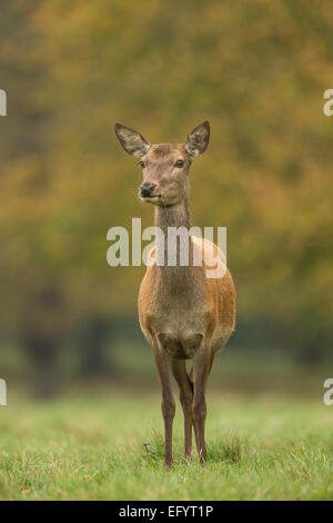 Il cervo (Cervus elaphus) femmina (hind) in piedi da solo in autunno del parco Foto Stock