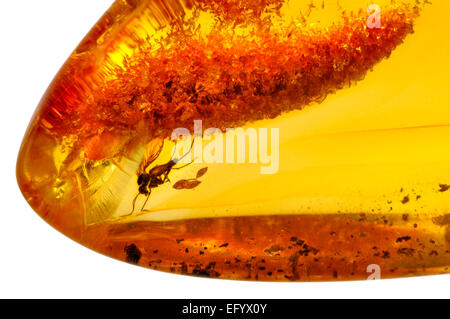 Fly preistorici conservati in ambra baltica (Lituania) Foto Stock