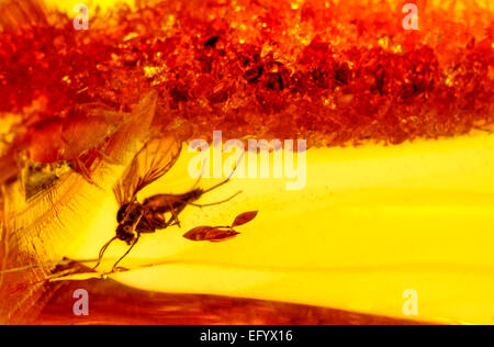 Fly preistorici conservati in ambra baltica (Lituania) Foto Stock