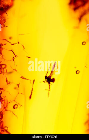 Fly preistorici conservati in ambra baltica (Lituania) Foto Stock