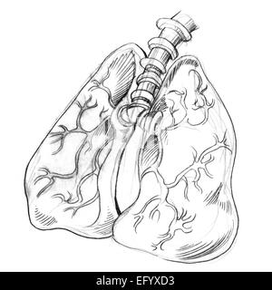 Un'immagine di un disegno di polmoni umani. Foto Stock