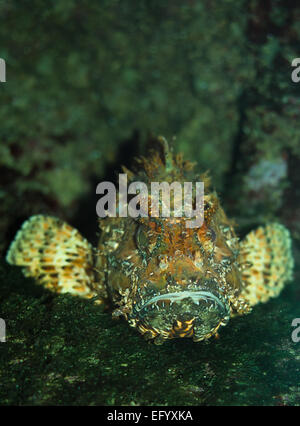 Ritratto di Pesce Scorpione con faccia Grumpy Foto Stock