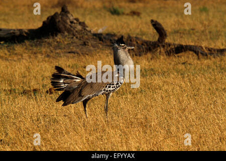 Kori Bustard in allevamento piumaggio visualizzazione per attirare una femmina per accoppiarsi con fuori sulle pianure aperte in un africano game reserve Foto Stock