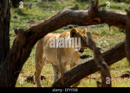 African Lion guardando attraverso i rami di un albero morto Foto Stock