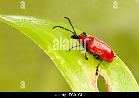 Lily beetle sulla testa di serpenti fritillary pod di sementi Foto Stock